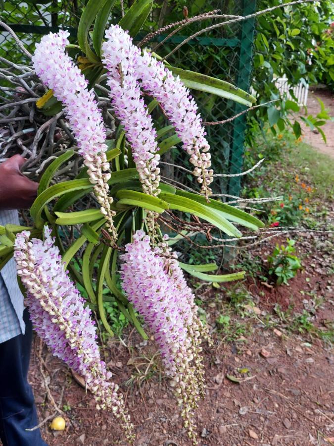 Robin Woods Homestay Sakleshpur Luaran gambar