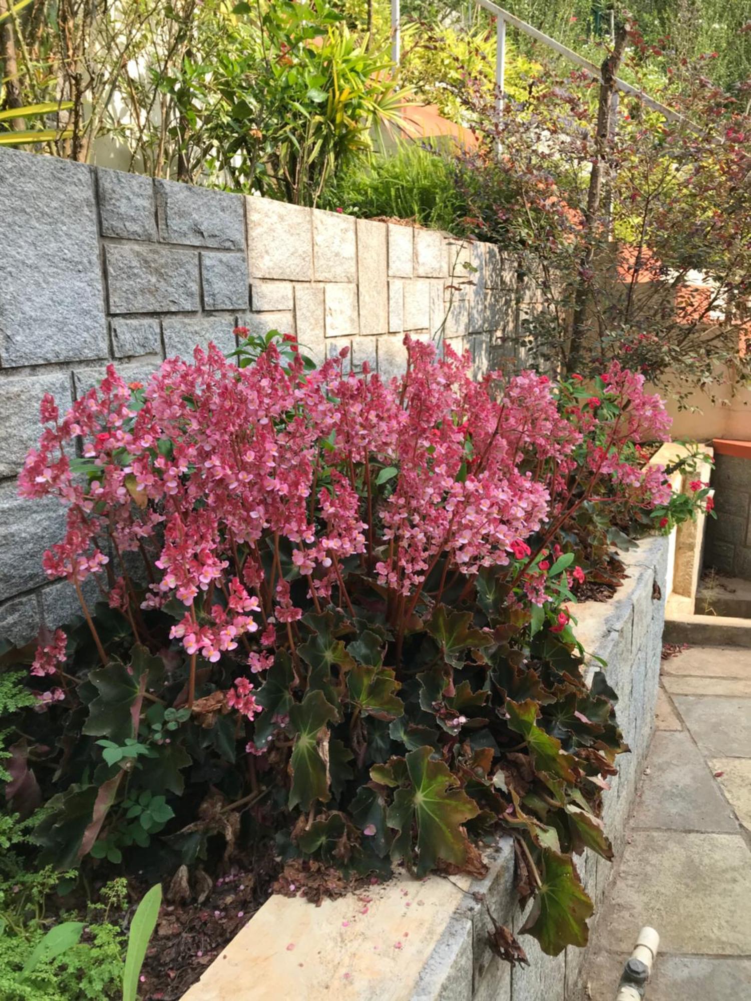 Robin Woods Homestay Sakleshpur Luaran gambar