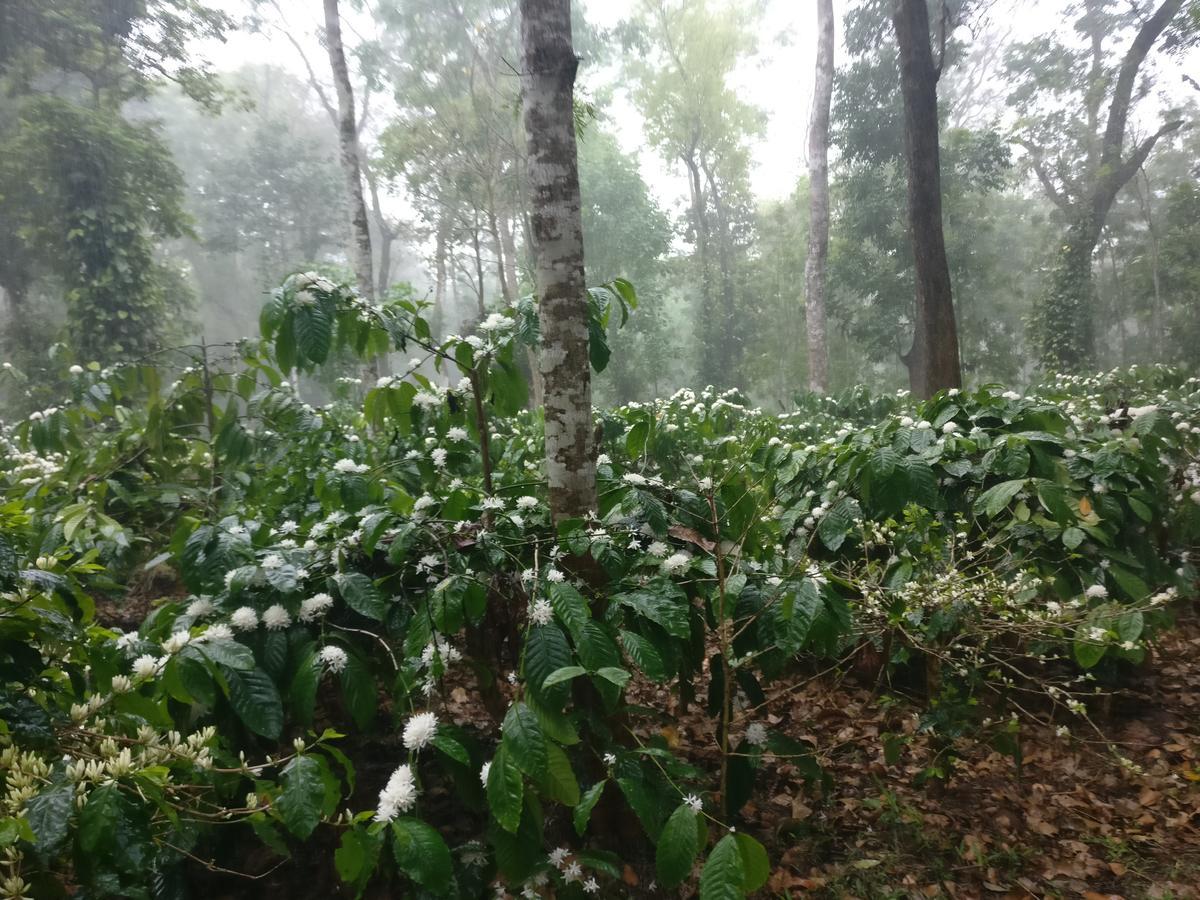 Robin Woods Homestay Sakleshpur Luaran gambar